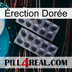 Érection Dorée 31